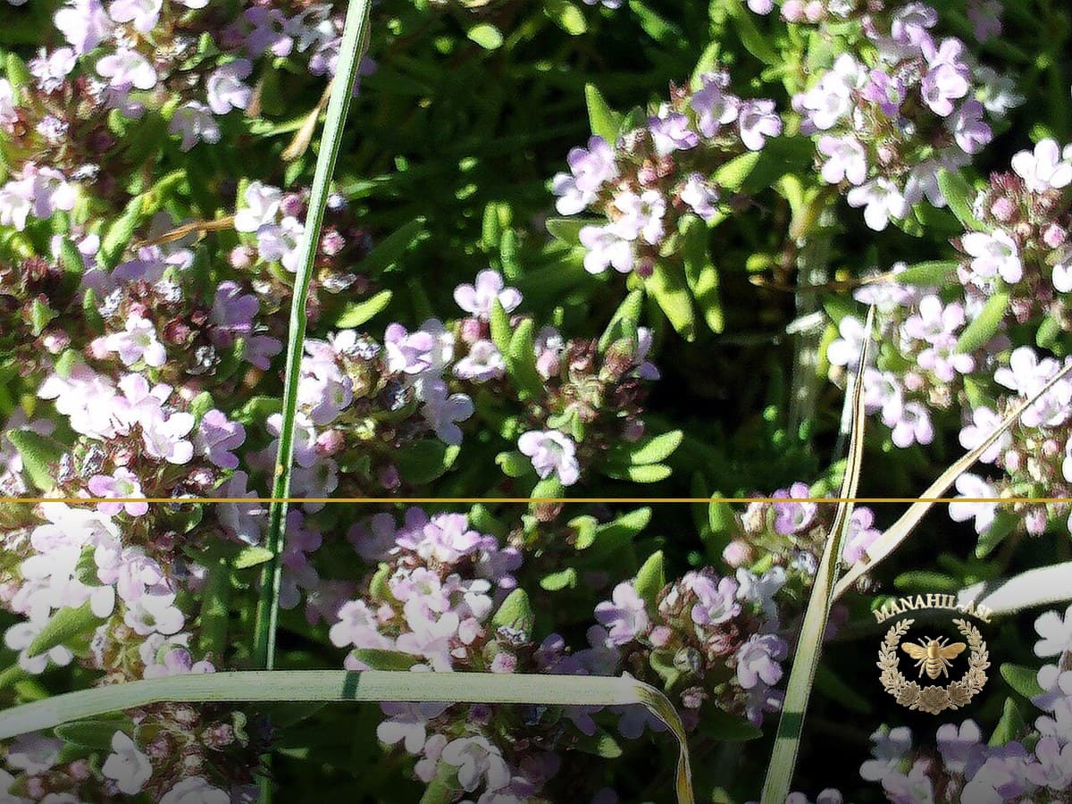 Mountain thyme honey: strong aroma and fair price